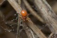 /album/linyphiidae/nematogmus-sanguinolentus-r3-jpg/